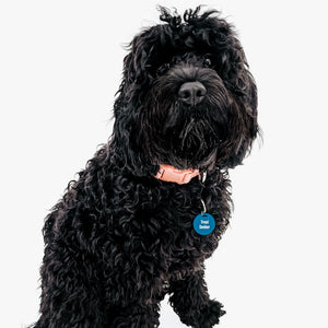 Gus & Co - Dog Tag and Keychain Set Wholesale-Pretty Simple