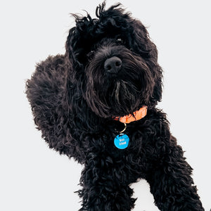 Gus & Co - Dog Tag and Keychain Set Wholesale-Pretty Simple