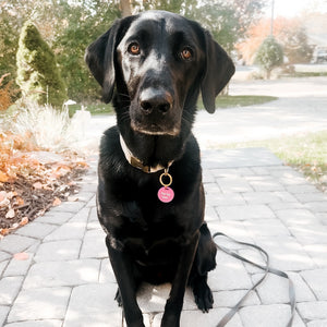 Gus & Co - Dog Tag and Keychain Set Wholesale-Pretty Simple