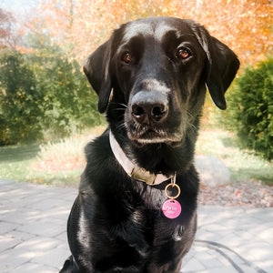 Gus & Co - Dog Tag and Keychain Set Wholesale-Pretty Simple